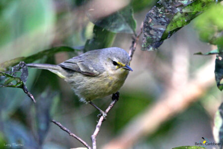 Juvenile Vitelline Warbler