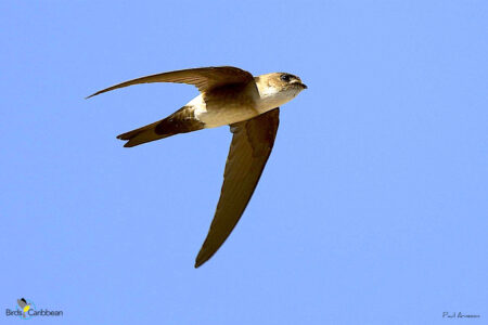 Antillean Palm Swift in flight