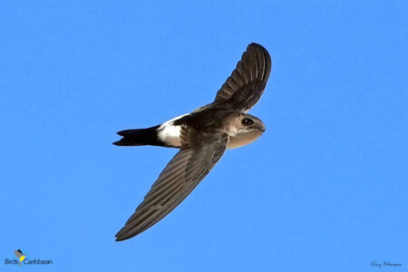 Antillean Palm Swift in flight