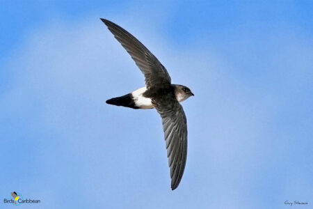 Antillean Palm Swift in flight