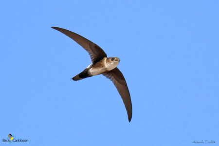 Antillean Palm Swift in flight