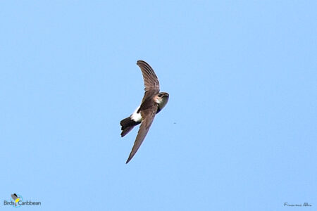 Antillean Palm Swift in flight