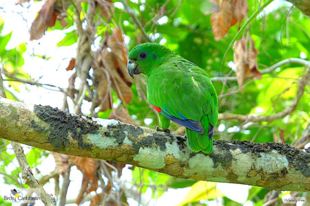 Black-billed Parrot