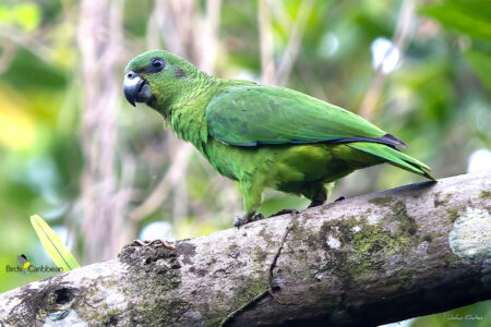 Black-billed Parrot