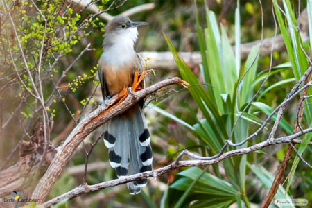 Great Lizard-Cuckoo Perched