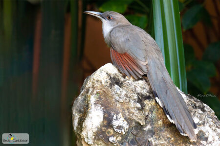 Great Lizard-Cuckoo on a rock