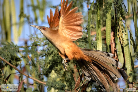 Great Lizard-Cuckoo takes flight