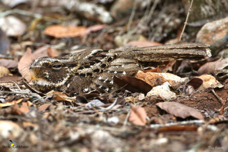 Least Pauraque camouflaged in leaf litter