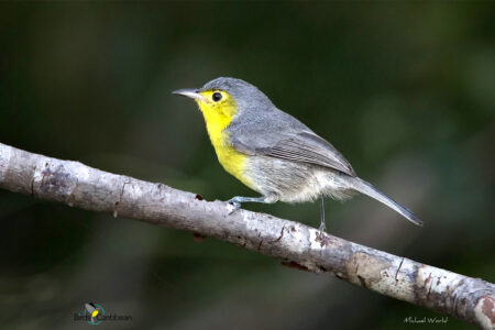 Oriente Warbler