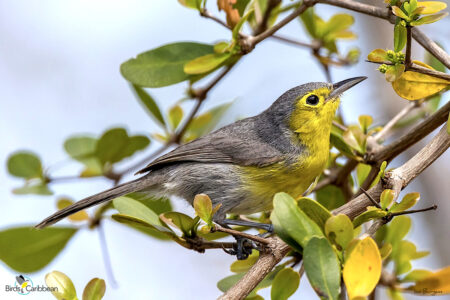 Oriente Warbler