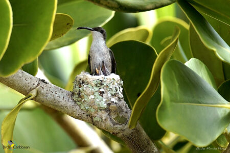 Female Puerto Rican Mango at the nest