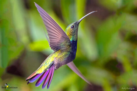 Male Puerto Rican Mango