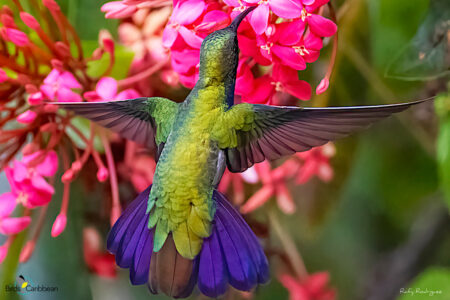 Puerto Rican Mango feeding at pink flowers