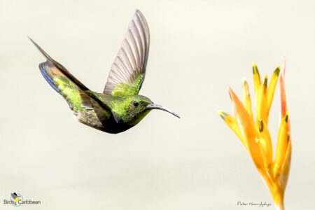 Puerto Rican Mango male in flight