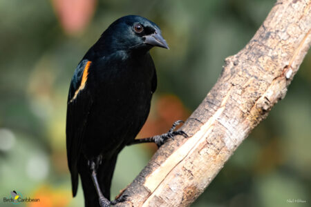 Tawny-shouldered Blackbird