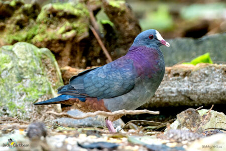 White-fronted Quail-Dove