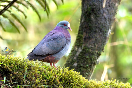 White-fronted Quail-Dove