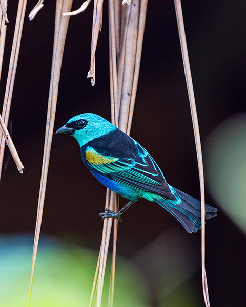 Blue-Necked-Tanager The impressive blue-necked Tanagur features a vibrant blue or violet hood, a black back, a wide black chest band and a greenish straw wing retreat.