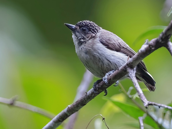 Grayish Piclet - Timo - Mitzen-ML-548536411-resized Greyish picalet, an endemic species of Colombia, is found in wet forests, second growth scrubs and forested areas of the country's northwest.