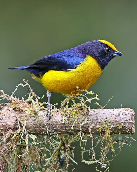 orange-bellied-euphonia Orange-bonded euphonias are usually found in pairs or small groups, and are usually fed relatively lower than the ground.