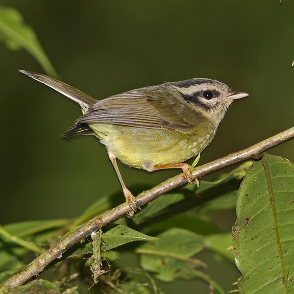 3 striped warbler The 3-striped warbler is the target species for the second day of the tour. This is a trip to Boskedenibula, a nature reserve in Barredelkaca.
