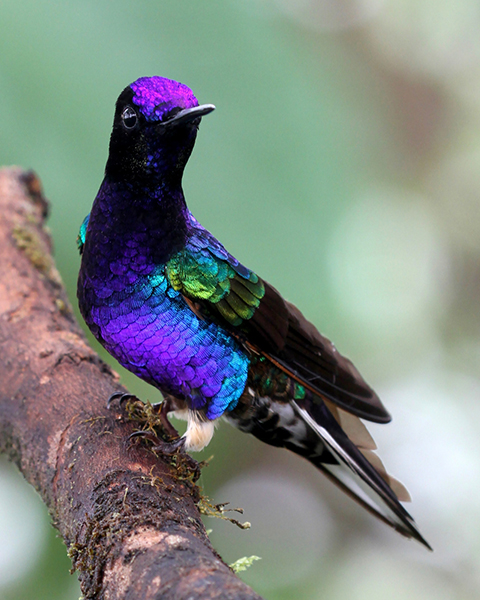 velvet-purple-coronet The arrestingly beautiful hummingbird, the velvet purple coronet, appears dark in dark light, but its rainbow blue-purple body is definitely a surprise when you see it!