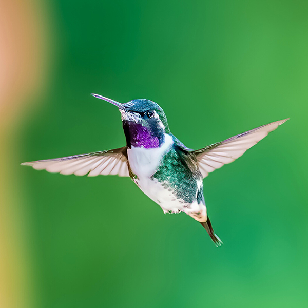 white-bellied-woodstar Expert Guide Ernes Treyes and Discover the Rich Birdlife of Colombia – Birds Caribbean