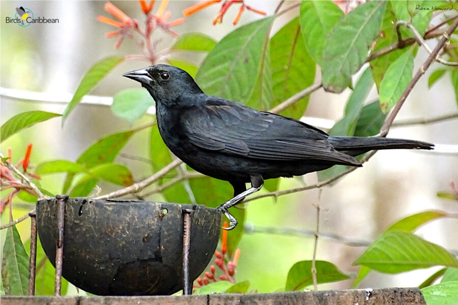 A Cuban Blackbird perched on a feeder