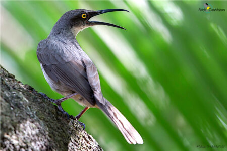 Gray Trembler calling