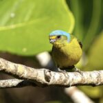 Ella También Puede Cantar—Documenting Female Bird Song In A Puerto Rican Endemic