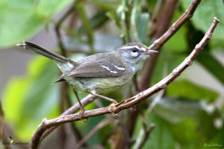 Plumbeous Warbler