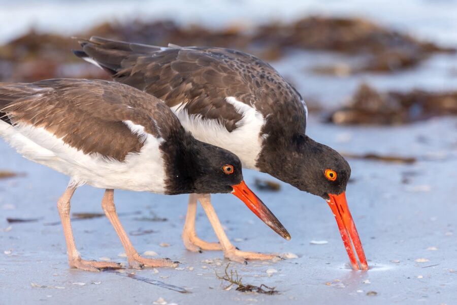 Photo of two American Oystercatchers foraging alongside each other on a shore. 