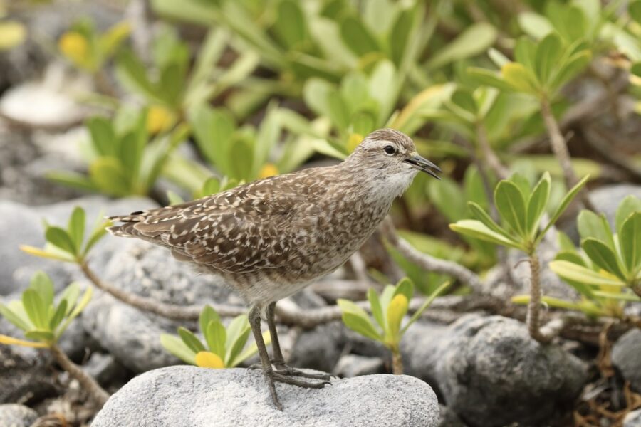 Photo of a Tuamotu Sandpier with its beak opened and perched on top of a rock. 