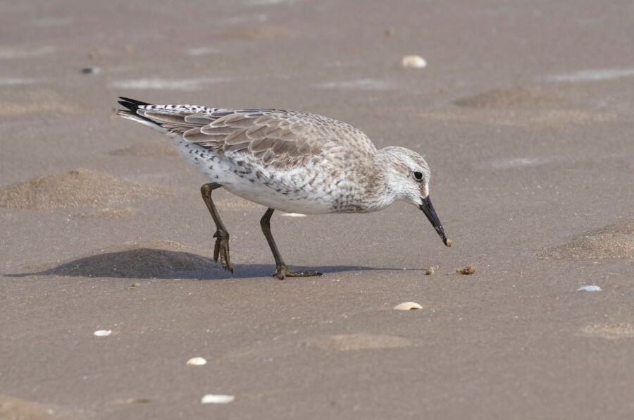 Photo of a Red Knot in nonbreeding plumage on a shore foraging for food.