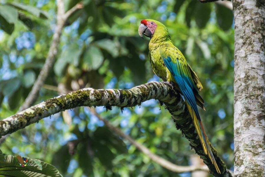 A photo of a Great Green Macaw perched on a long branch. 