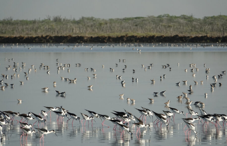 Shorebirds at Monte Cristi, Dominican Republic
