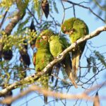 The Four Attachment Styles Explained Through Birds (So…Which One Are You?)