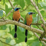 The stunning Trinidad and Tobago endemic, the Trinidad Motmot, can be seen on both islands. (Photo by Vayun Tiwari))