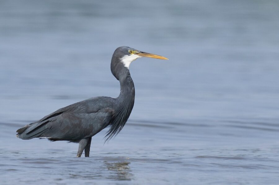 Western Reef Heron wading through water.