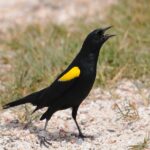 Selector, Play Us a Birdsong! BirdsCaribbean Sound Recording Challenge