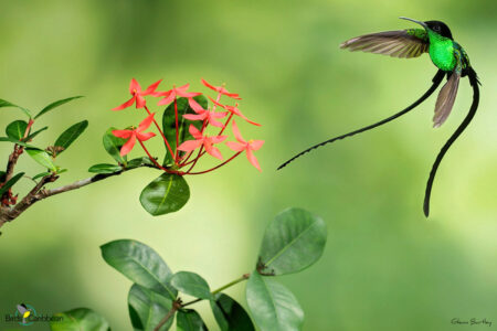 Black-billed Streamertail hummingbird flying close to a flower 