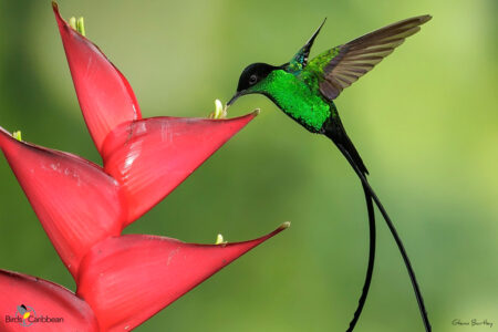 Black-billed Streamertail hummingbird at a flower