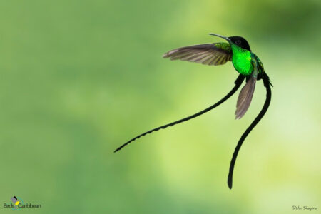 Black-billed Streamertail flying 