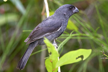 Grand Cayman Bullfinch, female.