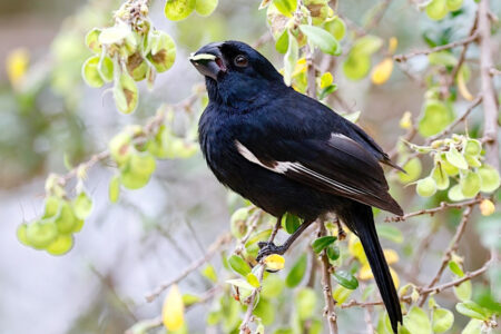 Grand Cayman Bullfinch, male feeding