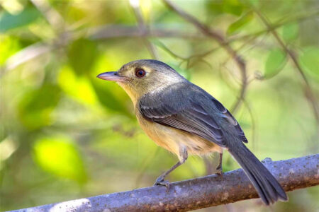 Cuban Vireo perched