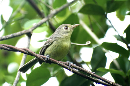 Cuban Vireo perched