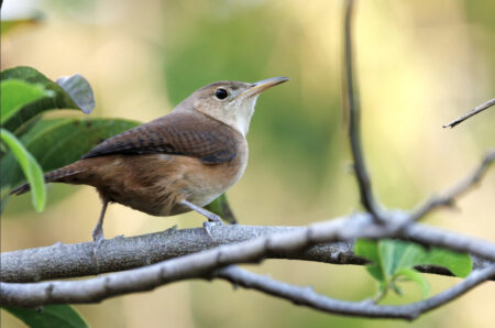 Grenada Wren perched
