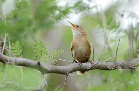 Grenada Wren singing