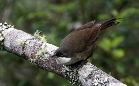 Western Chat-Tanager perched